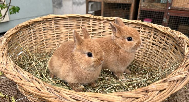 Edirne Büyümeyen Tavşan