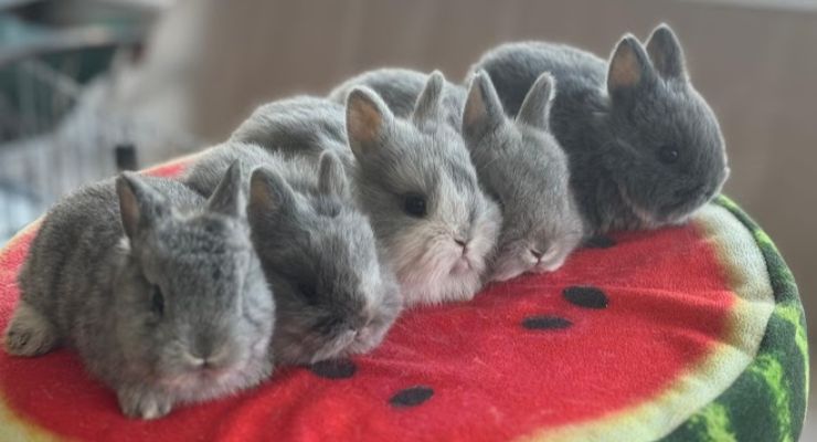 Edirne Evcil Tavşan