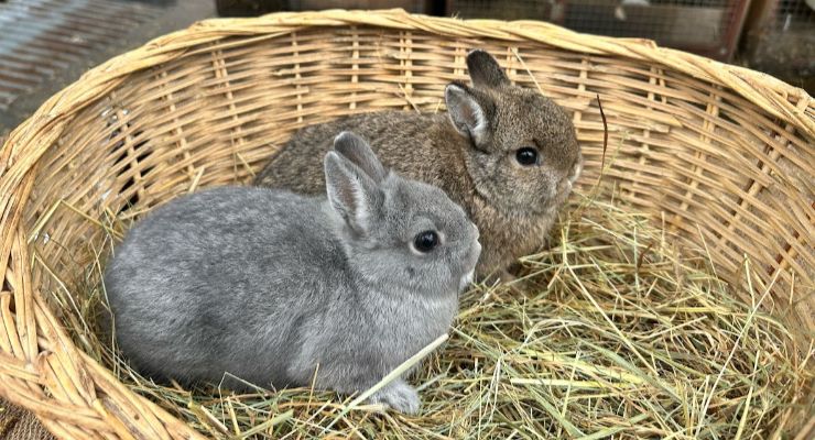 Edirne Yavru Tavşan