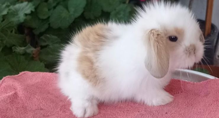 Edirne Hollanda Lop Tavşan